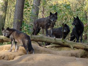 Pack Of Black Wolves In The Forest wallpaper thumb