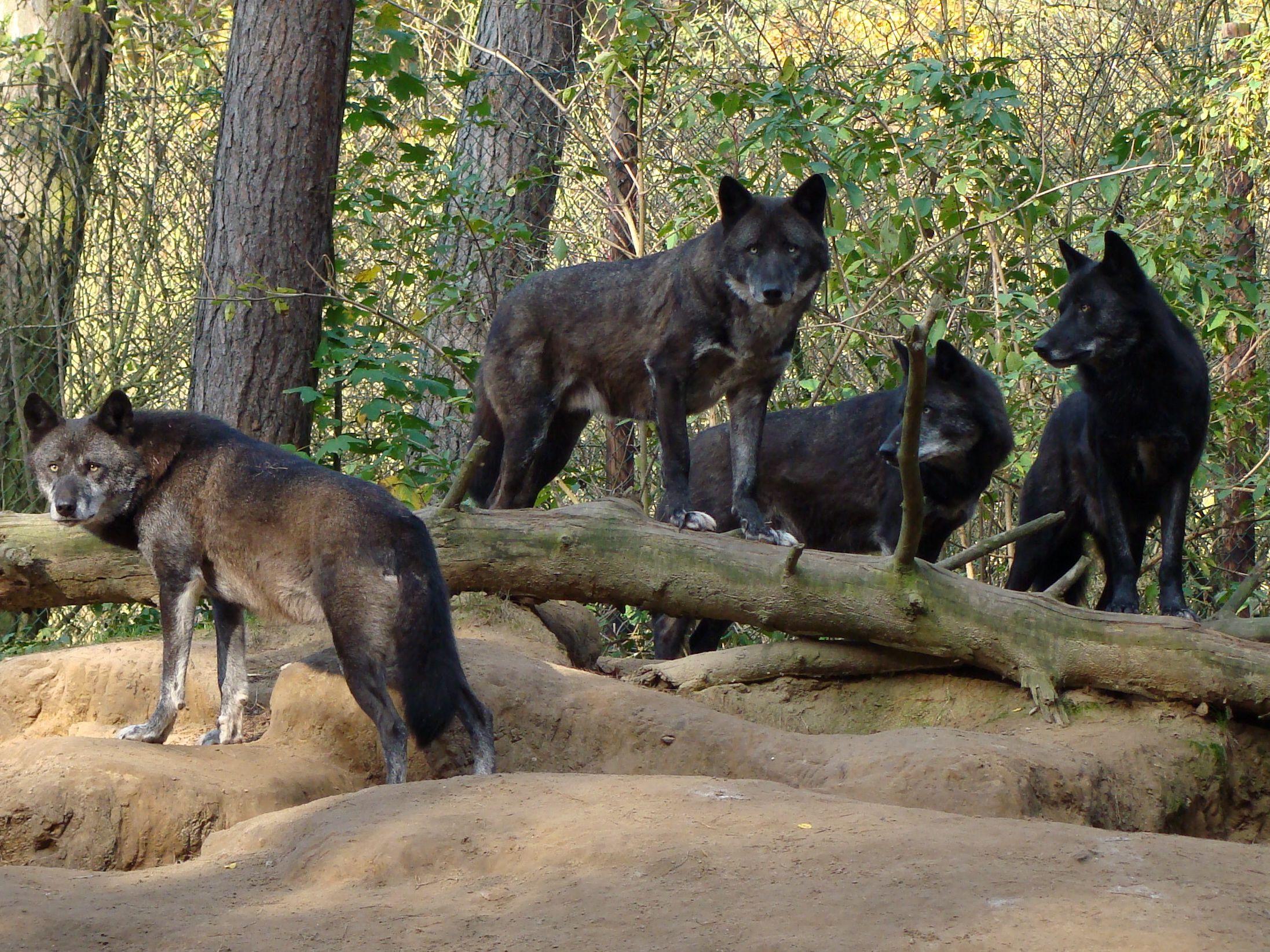 Pack Of Black Wolves In The Forest wallpaper | nature and ...