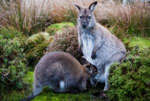 kangaroo, baby, grass, care, animals wallpaper thumb