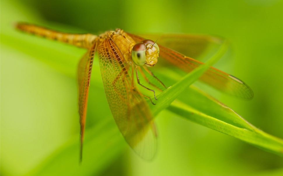 Insect close-up, dragonfly, wings, grass wallpaper,Insect HD wallpaper,Dragonfly HD wallpaper,Wings HD wallpaper,Grass HD wallpaper,1920x1200 wallpaper