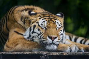 Amur tiger sleep wallpaper thumb
