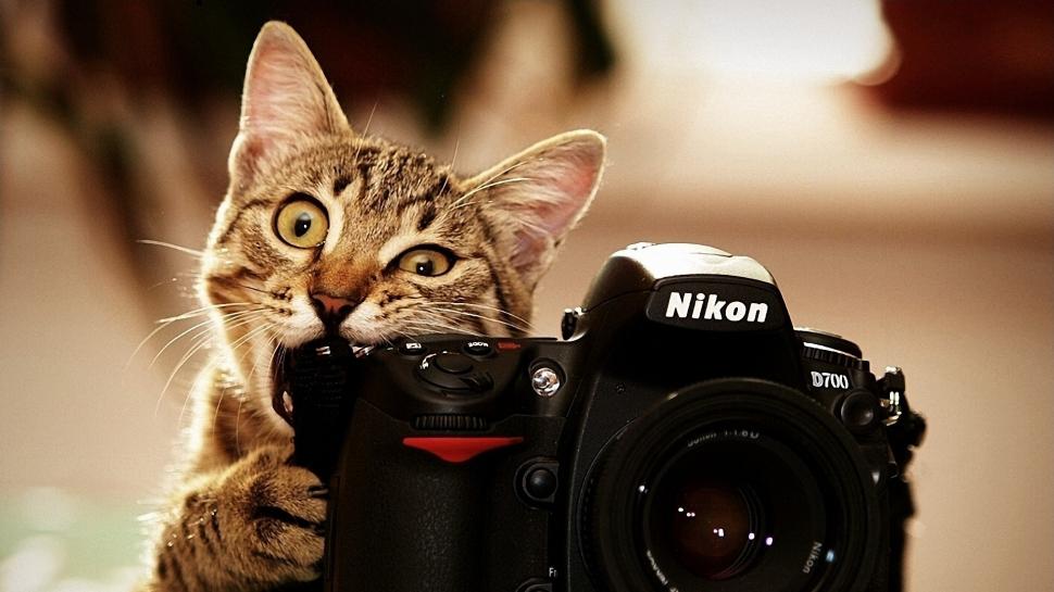 Cats also use the camera wallpaper,Cat HD wallpaper,Camera HD wallpaper,1920x1080 wallpaper
