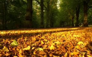 Autumn Leaves on the Ground wallpaper thumb