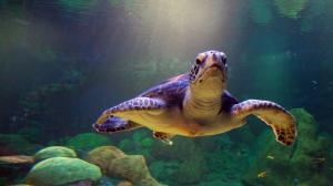 Animals, Turtle, Sea, Swimming, Seawater, Rocks, Photography wallpaper thumb