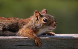 Squirrel wallpaper thumb