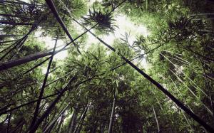 Bamboo Forest, Leaves, Nature wallpaper thumb
