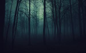 Dark Forest Trees Mist Fog HD wallpaper thumb