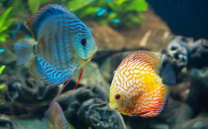 Beautiful fish, underwater, blue and yellow wallpaper thumb