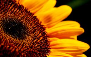 Sunflower flower close-up high definition wallpaper thumb