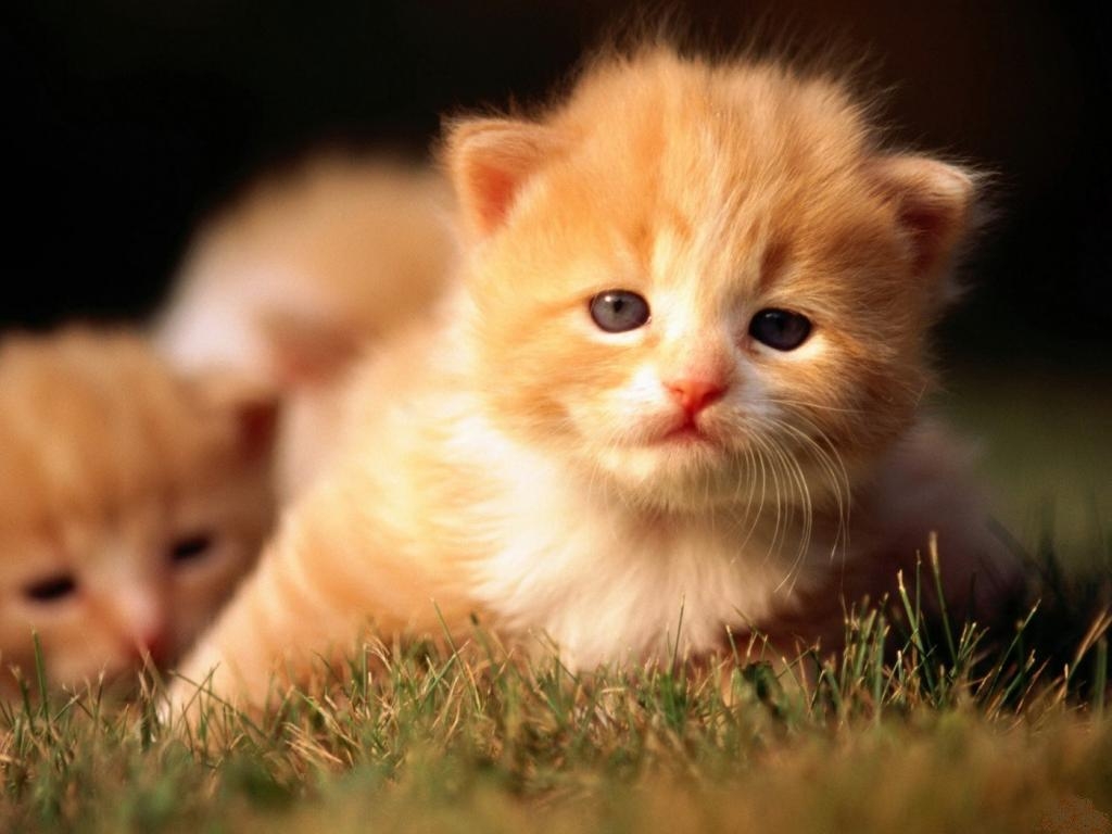 Red-kitties animal cat cute eyes kitten red HD wallpaper | animals