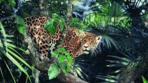 Jaguar, eyes, jungle wallpaper thumb