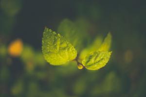 Nature, Leaves, Macro, Water Drops, Green, Branch wallpaper thumb