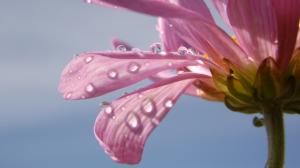 Flowers Macro Water Drops Pink HD wallpaper thumb