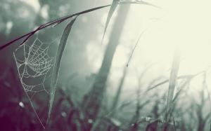 Spider Web Web Leaves Warm HD wallpaper thumb
