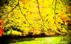 Yellow leaves, twigs, sun, blur wallpaper thumb