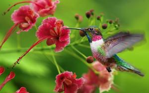Hummingbird flowers flying wallpaper thumb