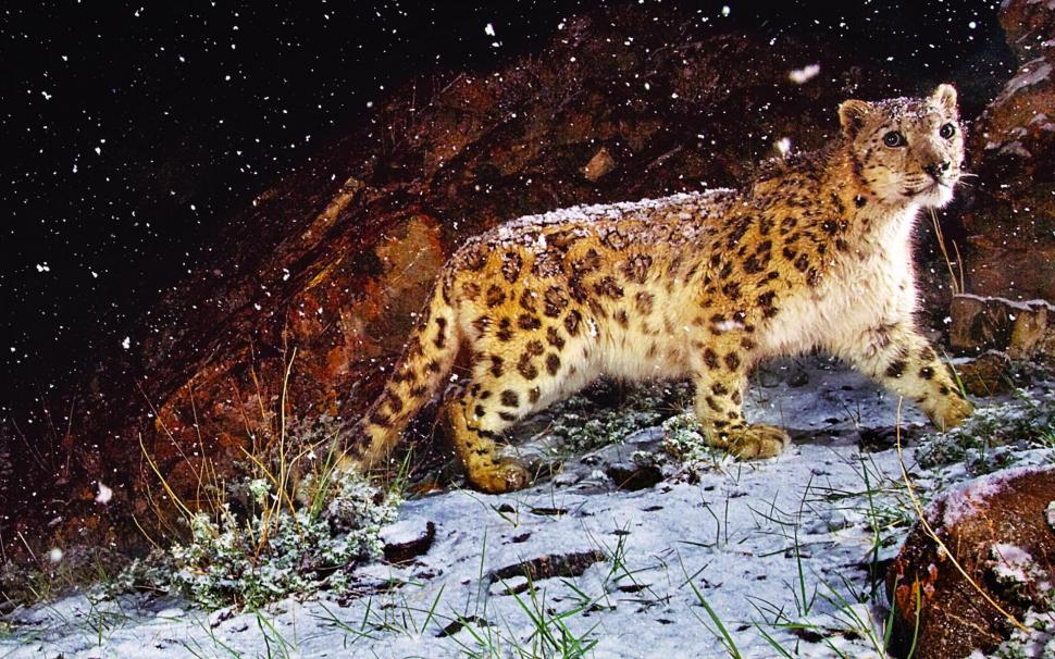 Snow Flurry Leopard wallpaper,snow HD wallpaper,rock HD wallpaper,leopard HD wallpaper,animals HD wallpaper,1920x1200 wallpaper
