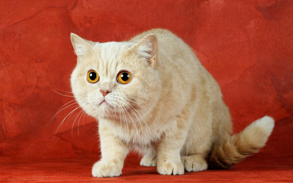 *** Adorable Ginger Cat *** wallpaper,cats HD wallpaper,ginger HD wallpaper,animals HD wallpaper,animal HD wallpaper,2560x1600 wallpaper