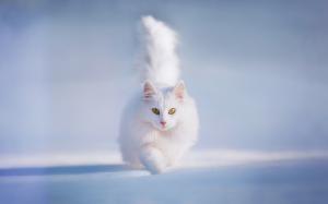 White fluffy cat, yellow eyes, snow, winter wallpaper thumb
