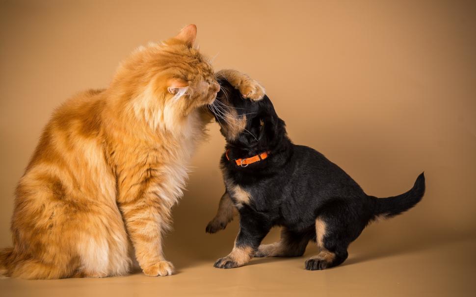 Orange cat with black dog wallpaper,Orange HD wallpaper,Cat HD wallpaper,Black HD wallpaper,Dog HD wallpaper,2560x1600 wallpaper