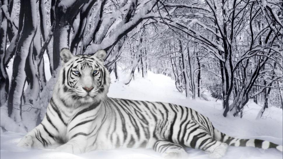 Snow White Tiger  Free Download wallpaper,leopard HD wallpaper,lion HD wallpaper,tiger HD wallpaper,white tiger HD wallpaper,1920x1080 wallpaper