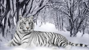 Snow White Tiger  Free Download wallpaper thumb