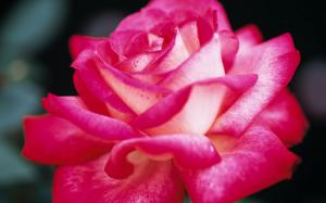 Fresh Pink Rose.jpg wallpaper thumb