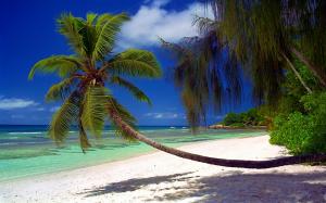 Nature, Landscape, Beach, Palm Trees, Sea, Island, Tropical, Seychelles, Summer, Vacations wallpaper thumb