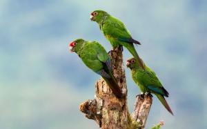Three green parrots, birds close-up, stump wallpaper thumb
