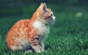 Red kitten side view, grass wallpaper thumb