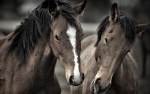 Two horses face to face wallpaper thumb