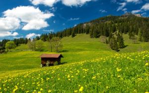 Pasture, Bavarian Alps, Germany, grass, green field, flowers wallpaper thumb