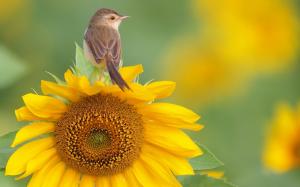A bird standing on sunflower flower top wallpaper thumb