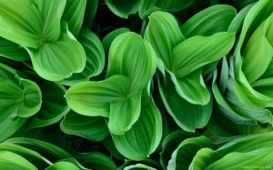 Green Leaves wallpaper thumb