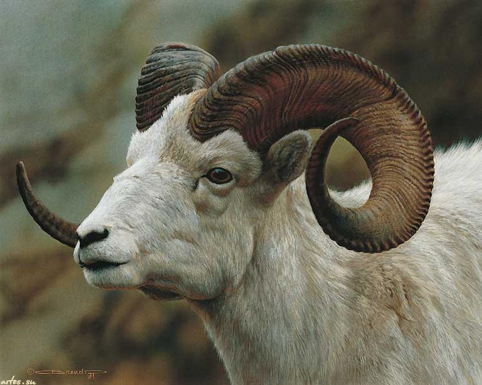 Billy goat animal Billy horns painting white HD wallpaper,animals wallpaper,animal wallpaper,white wallpaper,painting wallpaper,horns wallpaper,goat wallpaper,billy wallpaper,1280x1024 wallpaper