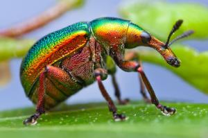 Insect Beetle wallpaper thumb