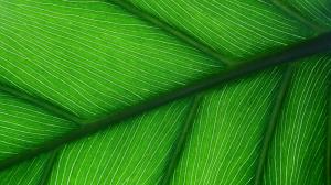 Green leaf close up wallpaper thumb