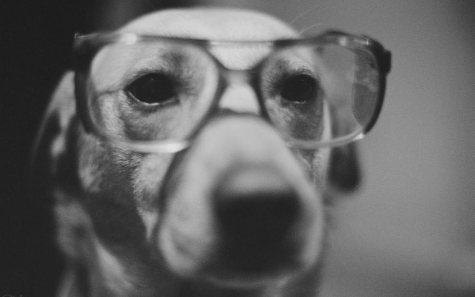 Dog BW Glasses HD wallpaper,animals wallpaper,bw wallpaper,dog wallpaper,glasses wallpaper,1680x1050 wallpaper