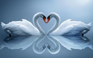 Swans necks heart wallpaper thumb