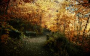 Superb Autumn forest landscape wallpaper thumb