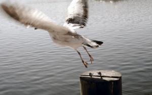 Seagull Bird Ocean Motion Blur HD wallpaper thumb