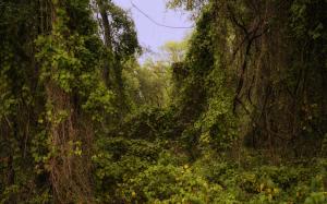Forest Jungle Leaves HD wallpaper thumb