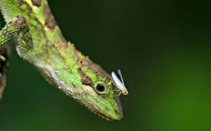 Reptile lizard with insect wallpaper thumb