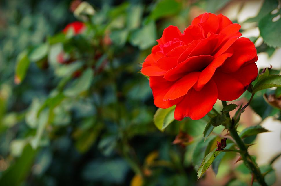 Red Rose, Rose, Flowers, Leaves, Nature wallpaper,red rose HD wallpaper,rose HD wallpaper,flowers HD wallpaper,leaves HD wallpaper,nature HD wallpaper,4912x3264 HD wallpaper,4912x3264 wallpaper