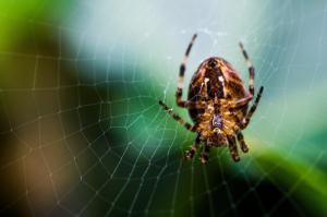 Insects Spiders Nature Macro Closeup Zoom Image Gallery wallpaper thumb