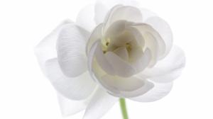 white flower image wallpaper thumb