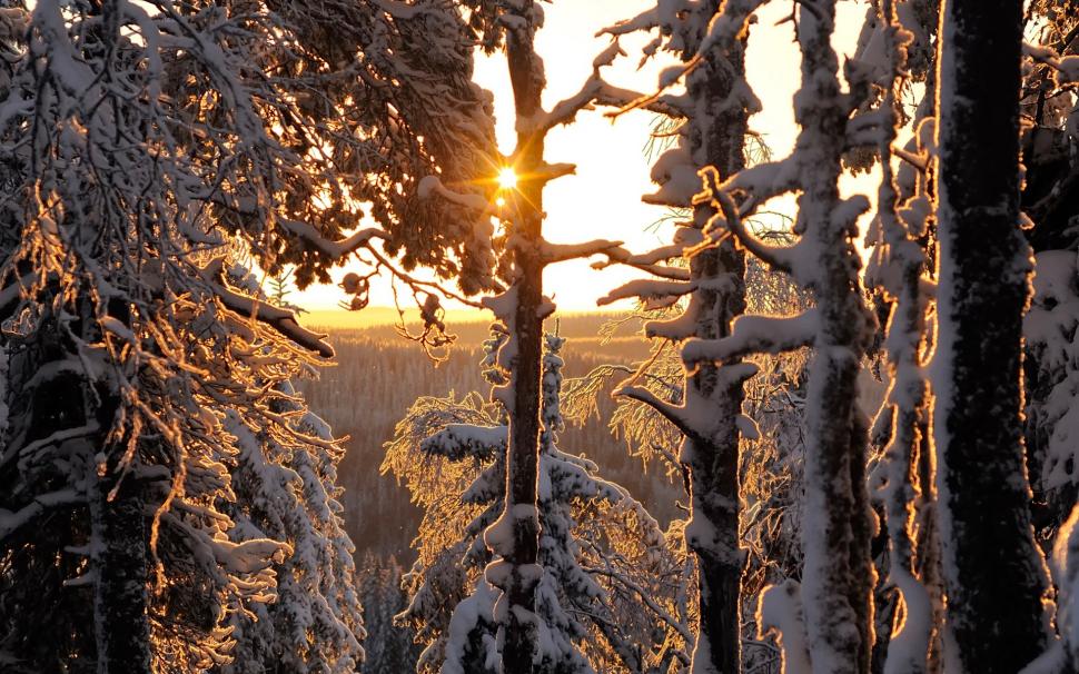 Winter forest, thick snow, sun rays, Finland wallpaper,Winter HD wallpaper,Forest HD wallpaper,Thick HD wallpaper,Snow HD wallpaper,Sun HD wallpaper,Rays HD wallpaper,Finland HD wallpaper,1920x1200 wallpaper