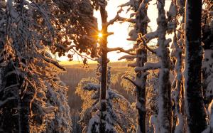 Winter forest, thick snow, sun rays, Finland wallpaper thumb