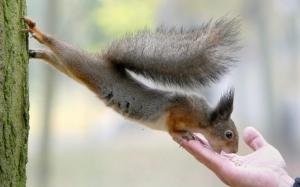 Htame Squirrel wallpaper thumb