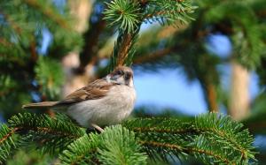 Sparrow spring pine tree wallpaper thumb